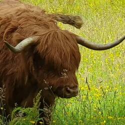 Und das obligate herzögliche Rindvieh