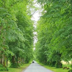 Die wunderschöne Lindenallee, die zum Blair Castle führt