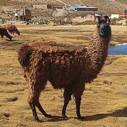 Lamas haben diese süßen Bänder in den Ohren