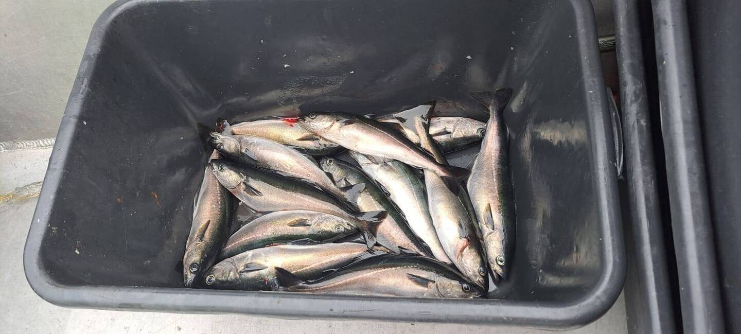 Köderfische