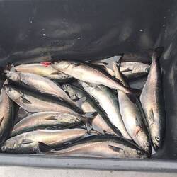 Köderfische