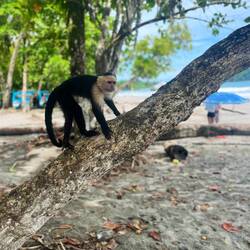 Es hed überall ganz vill vo denä Kapuzineräffli gha