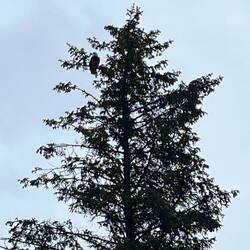 Fitting to spot an eagle on the eve of July 4th