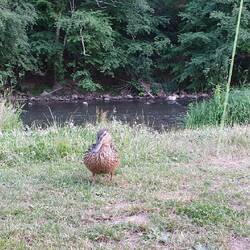 Besuch
