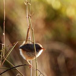 Red-backed Fairy-wren