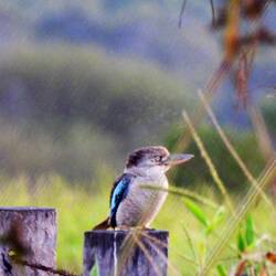 Blue-winged Kookaburra