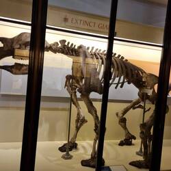 A prehistoric mammal unquie to Australia