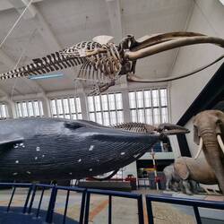 Whales are huge!!!