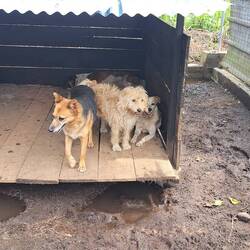 Das sind meine Haupt kuschelopfer. Oder vllt bin ich auch ihres😁