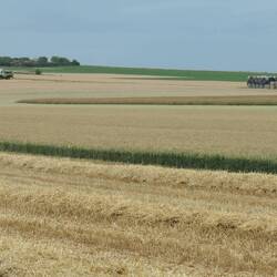 Wheat harvest is in full swing.