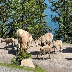 Female Bighorn Sheep and lambs live next to the lake