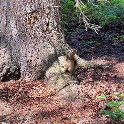 Frequently seen : squirrels...