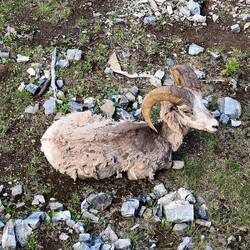 Bighorn sherp live right next to the gondola station