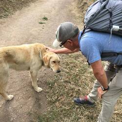 Doggo stopped for Skritches, then back to cattle duty