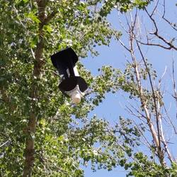 Falle des Laubbockkäfer