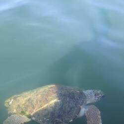 🐢-Sichtung