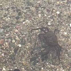 Tarantulas of the sea 😳