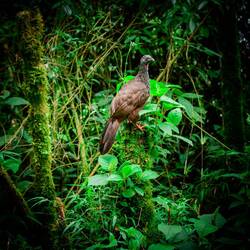 Andean Guan