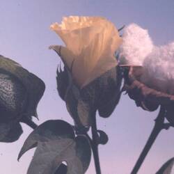 Cotton (different stages)