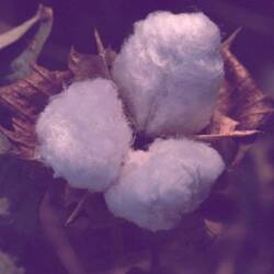 Cotton (ready to pick)