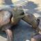The kids siad look at the turtles they are fighting🤔, but are they?!!