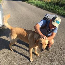 Good Doggo