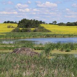 Rapsfelder, See und Biberburg