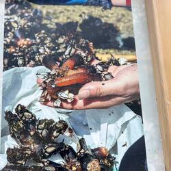 Gooseneck barnacles