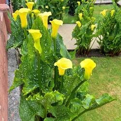 Flowers in Lires