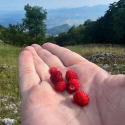 Natürlich nur fürs Foto. Esse nur was in Plastik verpackt ist
