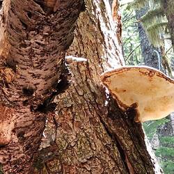 Mushrooms helping recycle the old wood