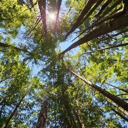 Around the magnificence of this ancient forest