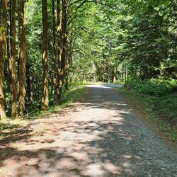 I leave the trail and follow a forest road off the mountain