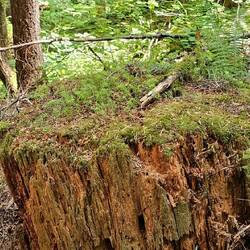 Many new trees growing out of a rotting massive stem