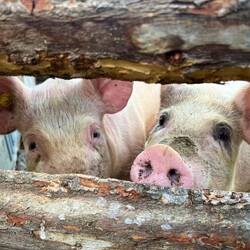 Bewohner der Lifyalm