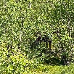 ...wer findet den ELCH?!