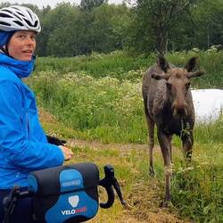 Steffi: 'ui, ist der nah!'; Elch: 'ui, ist die nah!'