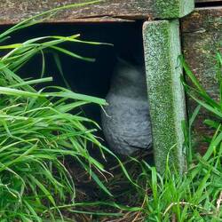 Little Penguin Chick