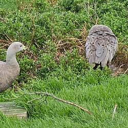 Cape Barren Geese