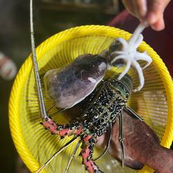 Hummer, Tintenfisch und .. irgendein Fisch