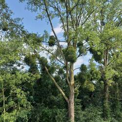 Die Misteln sind so groß wie LKW Reifen