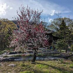Des cerisiers tardifs