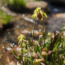 Not sure the name but was told these are carnivores plants