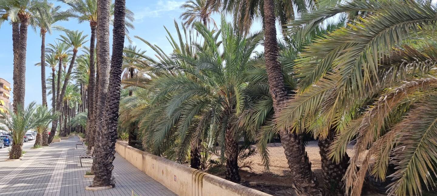 Elche die Stadt der Palmen, aber sonst nichts. Ich war vermutlich der einzige Tourist
