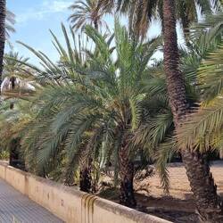 Elche die Stadt der Palmen, aber sonst nichts. Ich war vermutlich der einzige Tourist
