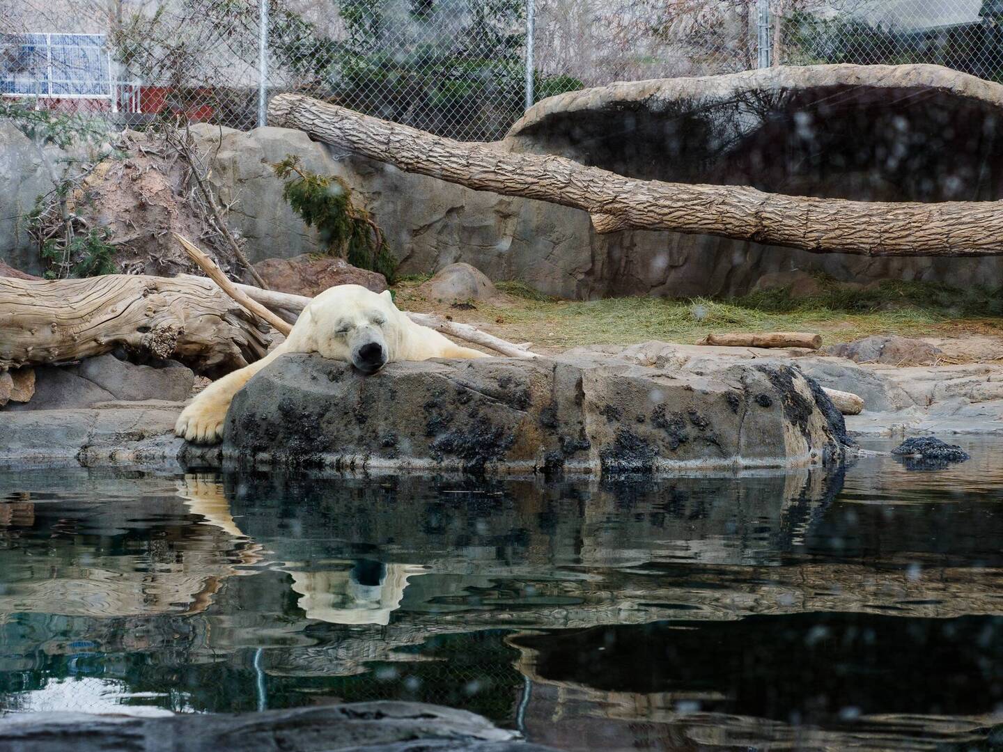 He's pooped after a hard day of play