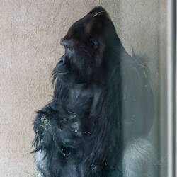 The gorillas always make me sad.