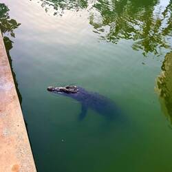 Eifach en Kaiman frii am umeschwimme ih denä Kanäl vom Tourihotspot 😍