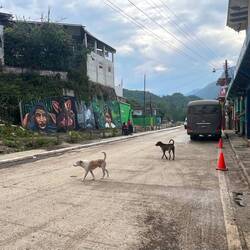 Streunende Hunde 🐕