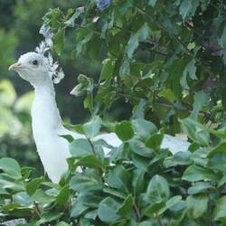 A white peacock
